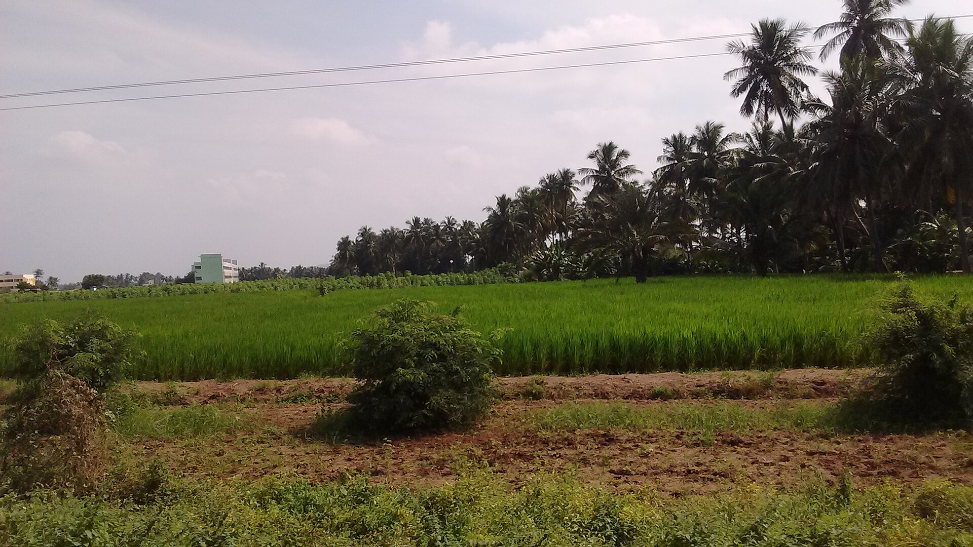 à°ªà±Šà°²à°‚à°²à±‹ à°ªà°šà±à°šà°¨à°¿ à°µà°°à°¿